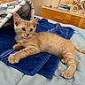 kitten, cat, orange_cat, bed, blanket, towel, furniture, dresser, indoor, pet, animal, cute, resting, fur, whiskers, paw, relaxed, young_cat, cozy, domestic