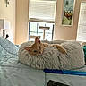 Remy is registered to the contest to win money with this photo: cat, pet_bed, bed, remote_control, window, blinds, lamp, wall_art, blanket, orange_cat, indoor, cozy, relaxed, furry, resting, home, quiet, soft_light, furniture, domestic