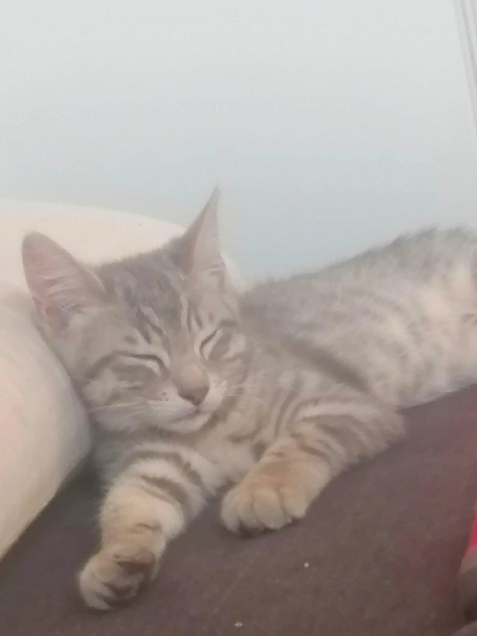 Myu a rejoint le concours — aidez-le/la à gagner de superbes lots ! carnivore, cat, claw, comfort, domestic_short_haired_cat, fawn, felidae, fur, grey, hardwood, nap, paw, sleep, small_to_medium_sized_cats, snout, tail, terrestrial_animal, whiskers, wood