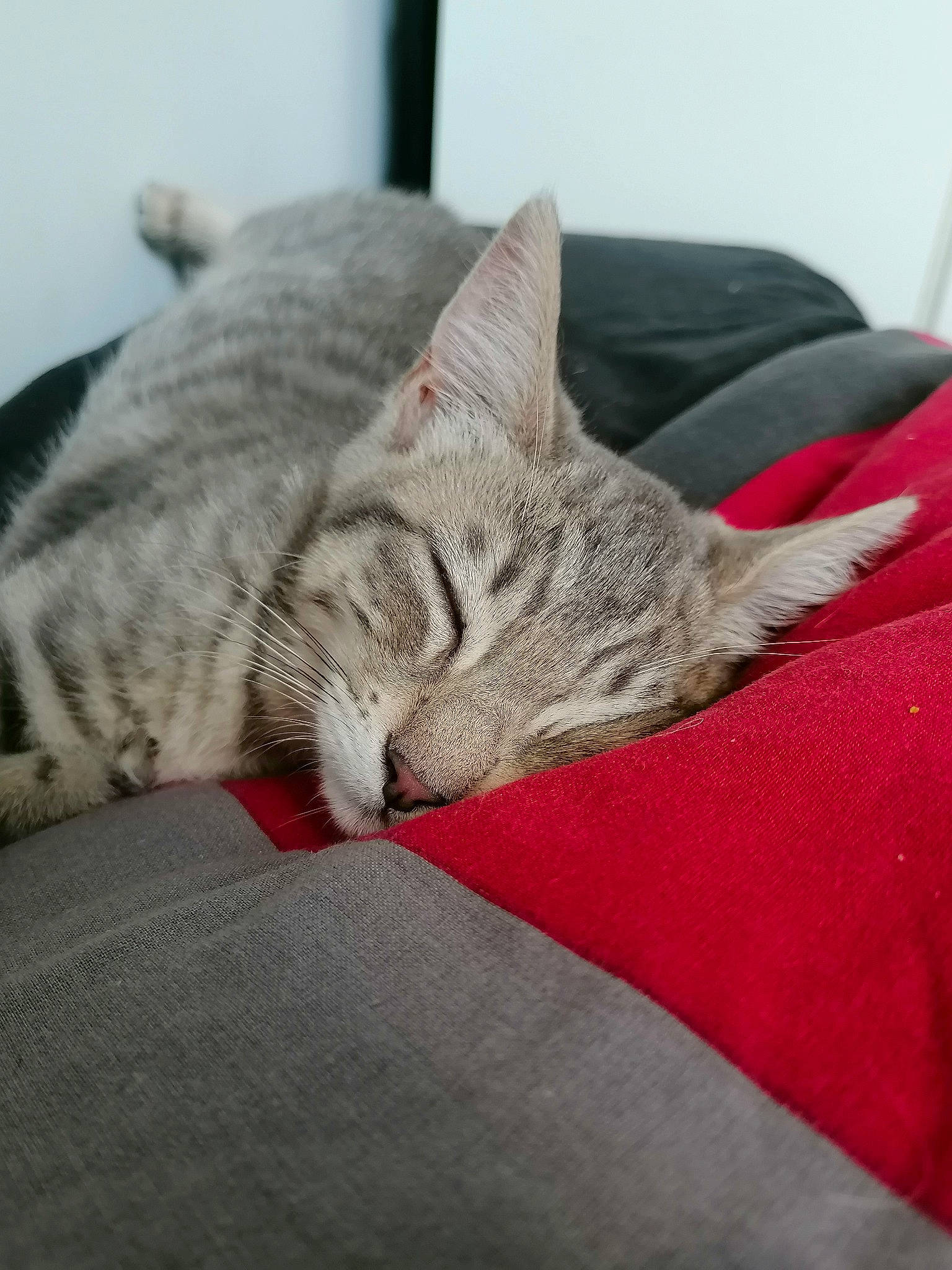 Myu participe au concours pour gagner de l'argent avec cette photo : carmine, carnivore, cat, cat_supply, claw, comfort, domestic_short_haired_cat, felidae, fur, grey, linens, nap, paw, sitting, sleep, small_to_medium_sized_cats, snout, tail, whiskers