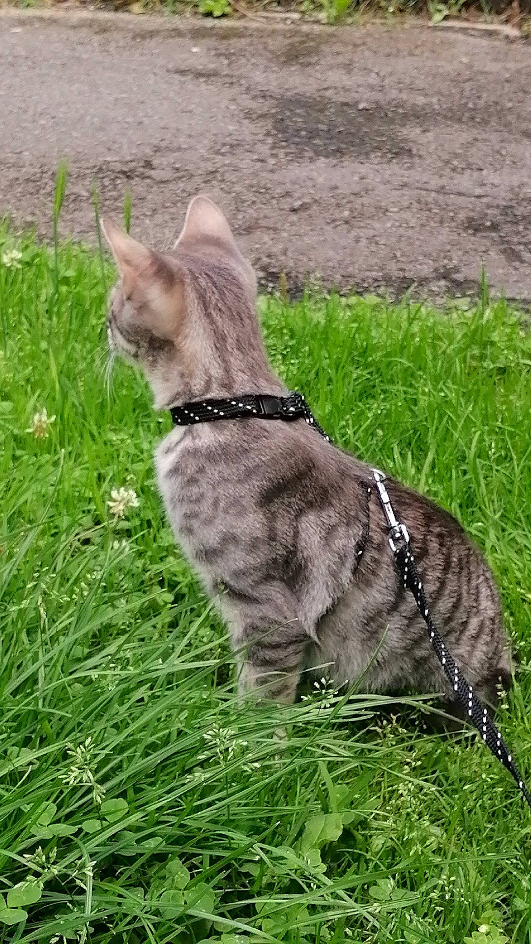 Myu a rejoint le concours — aidez-le/la à gagner de superbes lots ! carnivore, cat, collar, dog_breed, dog_collar, domestic_short_haired_cat, fawn, felidae, fur, grass, grassland, groundcover, leash, plant, small_to_medium_sized_cats, snout, tail, terrestrial_animal, whiskers, working_animal