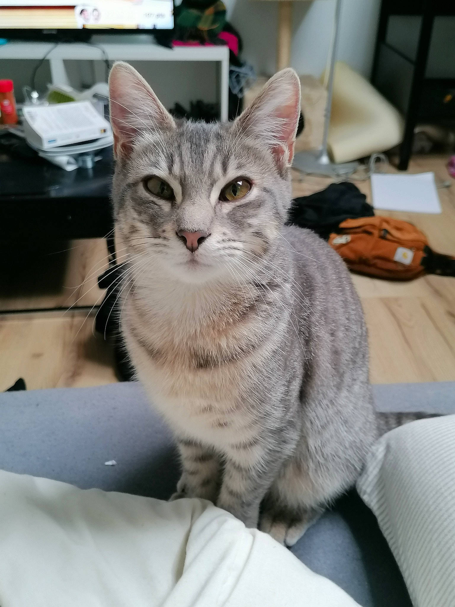 Myu participe au concours pour gagner de l'argent avec cette photo : carnivore, cat, claw, comfort, domestic_short_haired_cat, felidae, fur, paw, sitting, small_to_medium_sized_cats, snout, whiskers, window