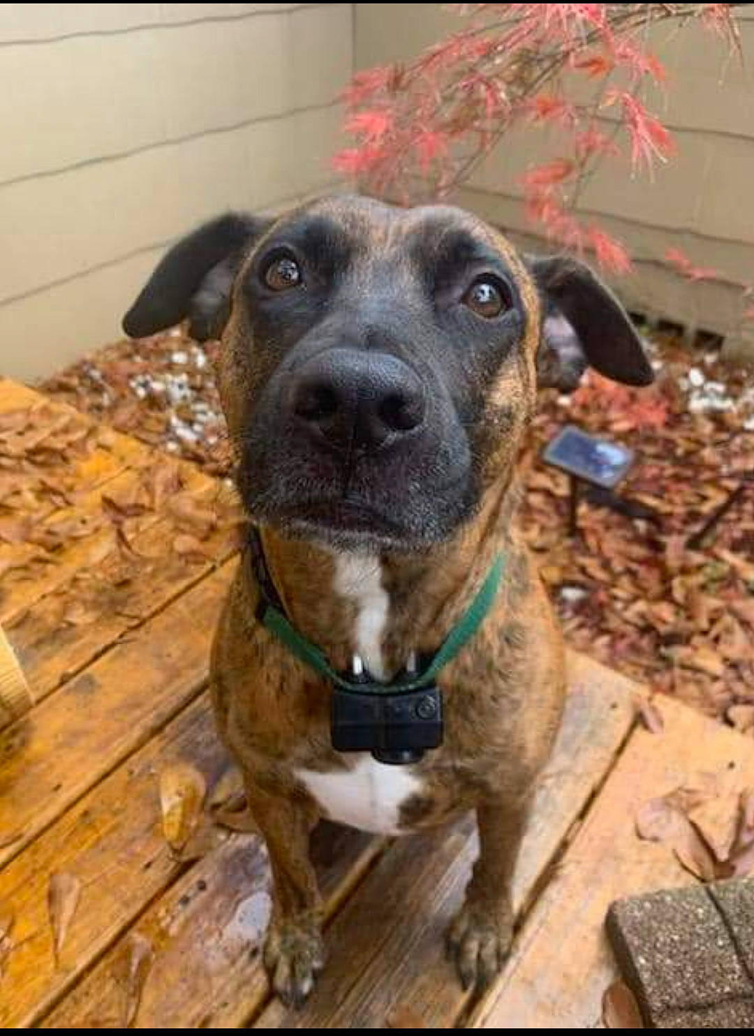 Sarah is registered to the contest to win money with this photo: canidae, carnivore, collar, companion_dog, dog, dog_breed, dog_collar, fawn, flooring, guard_dog, hardwood, leash, liver, pet_supply, snout, sporting_group, whiskers, wood, working_animal, working_dog