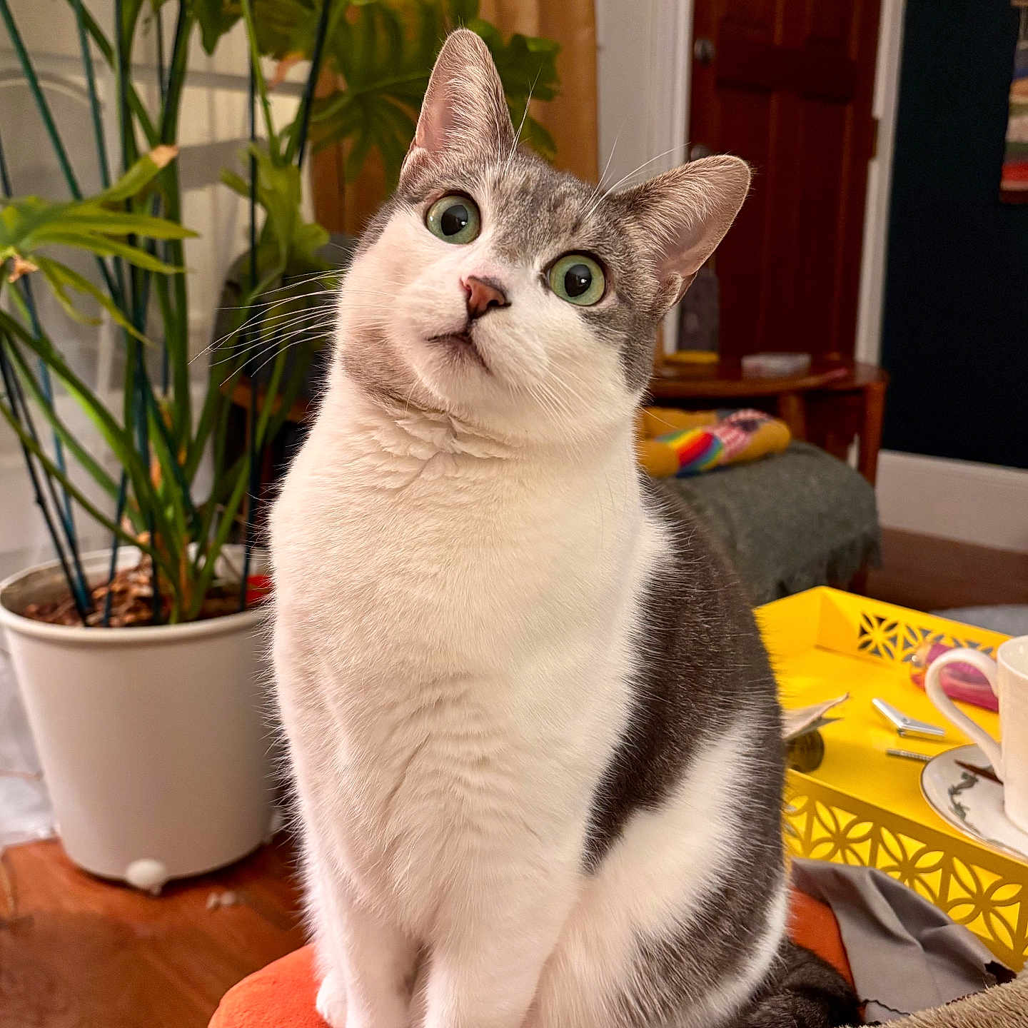 Josephine