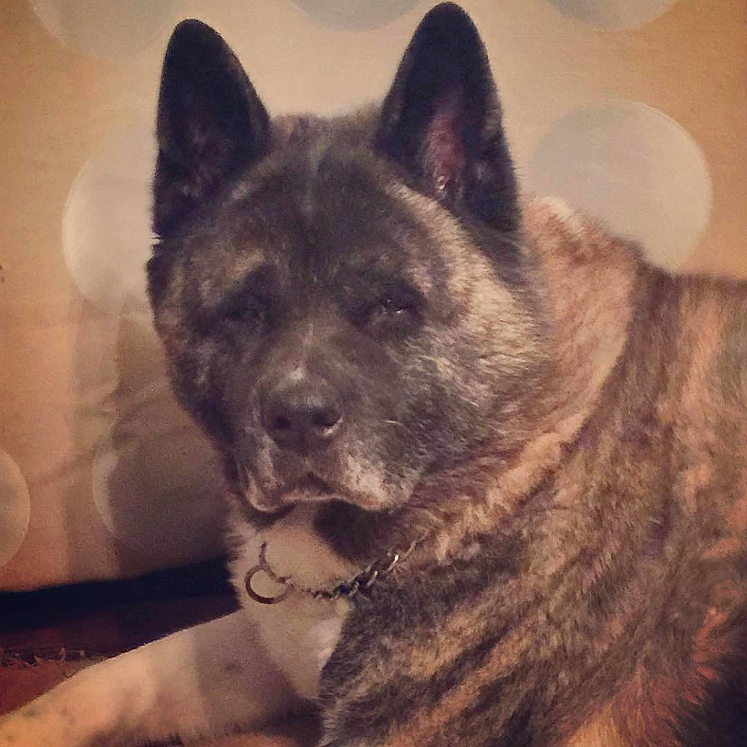 Porter is registered to the contest to win money with this photo: akita, akita_inu, ancient_dog_breeds, black_norwegian_elkhound, canidae, carnivore, dog, dog_breed, fawn, kai_ken, mammal, norwegian_elkhound, rare_breed_dog, shikoku, vertebrate