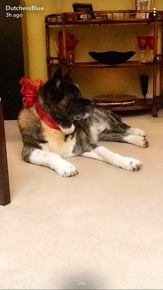 Porter is registered to the contest to win money with this photo: akita, alaskan_malamute, canidae, carnivore, cat, dog, dog_breed, felidae, mammal, norwegian_elkhound, siberian_husky, tail, tamaskan_dog, wolfdog