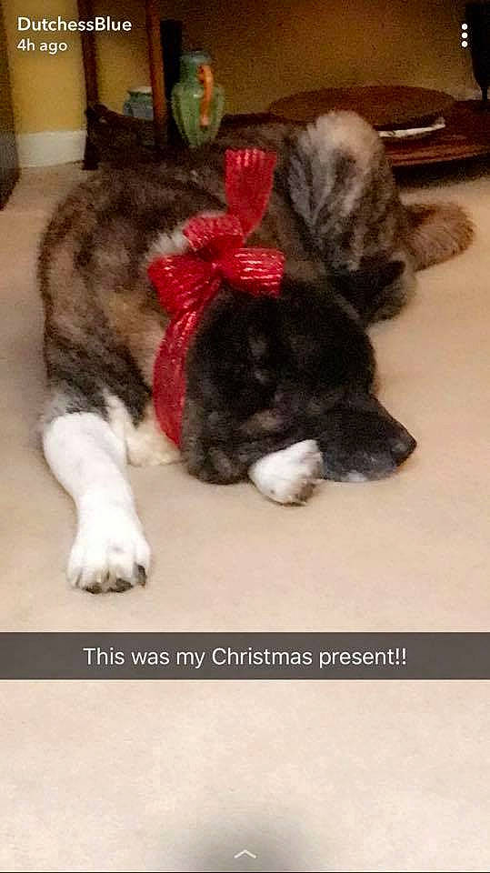 Porter joined the competition — help win amazing prizes! canidae, carnivore, cat, dog, dog_breed, felidae, fur, kitten, kurilian_bobtail, norwegian_forest_cat, paw, small_to_medium_sized_cats, tail