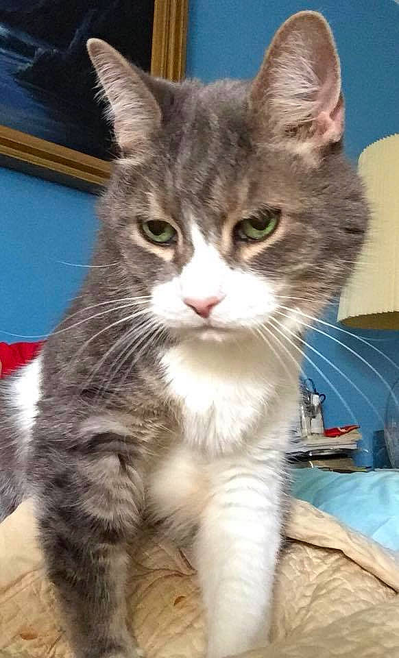 Monkey joined the competition — help win amazing prizes! aegean_cat, american_curl, american_wirehair, asian, australian_mist, carnivore, cat, domestic_short_haired_cat, dragon_li, european_shorthair, felidae, kitten, mammal, norwegian_forest_cat, polydactyl_cat, siberian, small_to_medium_sized_cats, tabby_cat, vertebrate, whiskers