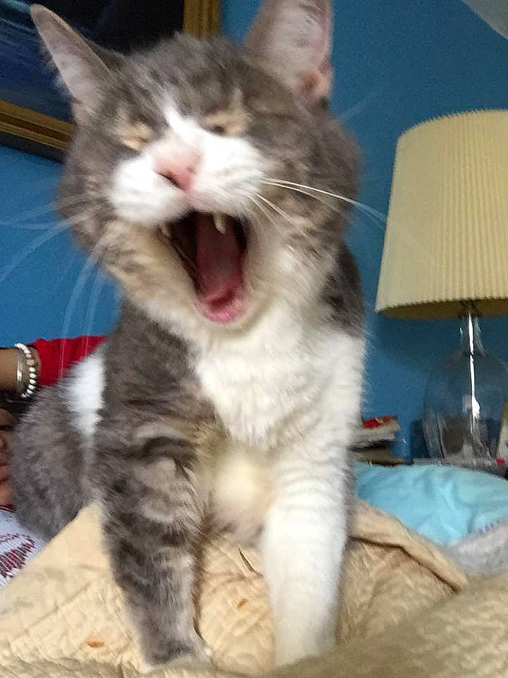 Monkey is registered to the contest to win money with this photo: aegean_cat, american_wirehair, asian, carnivore, cat, domestic_short_haired_cat, dragon_li, european_shorthair, facial_expression, felidae, kitten, mammal, norwegian_forest_cat, polydactyl_cat, small_to_medium_sized_cats, snout, tabby_cat, vertebrate, whiskers, yawn