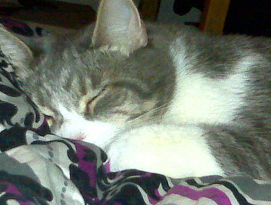 Monkey is registered to the contest to win money with this photo: aegean_cat, american_shorthair, american_wirehair, asian, carnivore, cat, domestic_short_haired_cat, european_shorthair, felidae, kitten, mammal, nap, small_to_medium_sized_cats, tail, whiskers