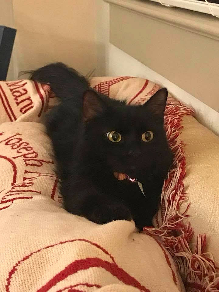 Nina Simone is registered to the contest to win money with this photo: asian, bed, black, black_cat, carnivore, cat, comfort, ear, felidae, fur, furniture, kitten, linens, room, small_to_medium_sized_cats, tail, textile, whiskers