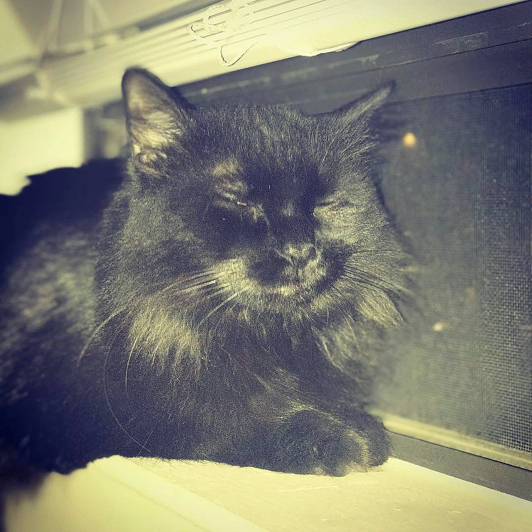 Nina Simone is registered to the contest to win money with this photo: asian, black, black_and_white, black_cat, carnivore, cat, chartreux, domestic_short_haired_cat, ear, eye, felidae, fur, kitten, nebelung, sky, small_to_medium_sized_cats, snout, square, tail, whiskers