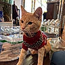 Marlo joined the competition — help win amazing prizes! cat, orange_cat, sweater, indoor, table, water_bottles, plastic_bags, pineapple, kitchen, window, furniture, pet, curious, cozy, domestic_animal, collar, wooden_table, sitting, young_cat, household