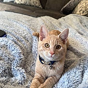 Marlo is registered to the contest to win money with this photo: cat, orange_tabby, pet, feline, collar, blanket, soft_texture, couch, pillow, indoor, relaxed, cute, animal, domestic, fur, whiskers, alert, laying_down, comfortable, home