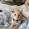 cat, orange_tabby, pet, feline, collar, blanket, soft_texture, couch, pillow, indoor, relaxed, cute, animal, domestic, fur, whiskers, alert, laying_down, comfortable, home