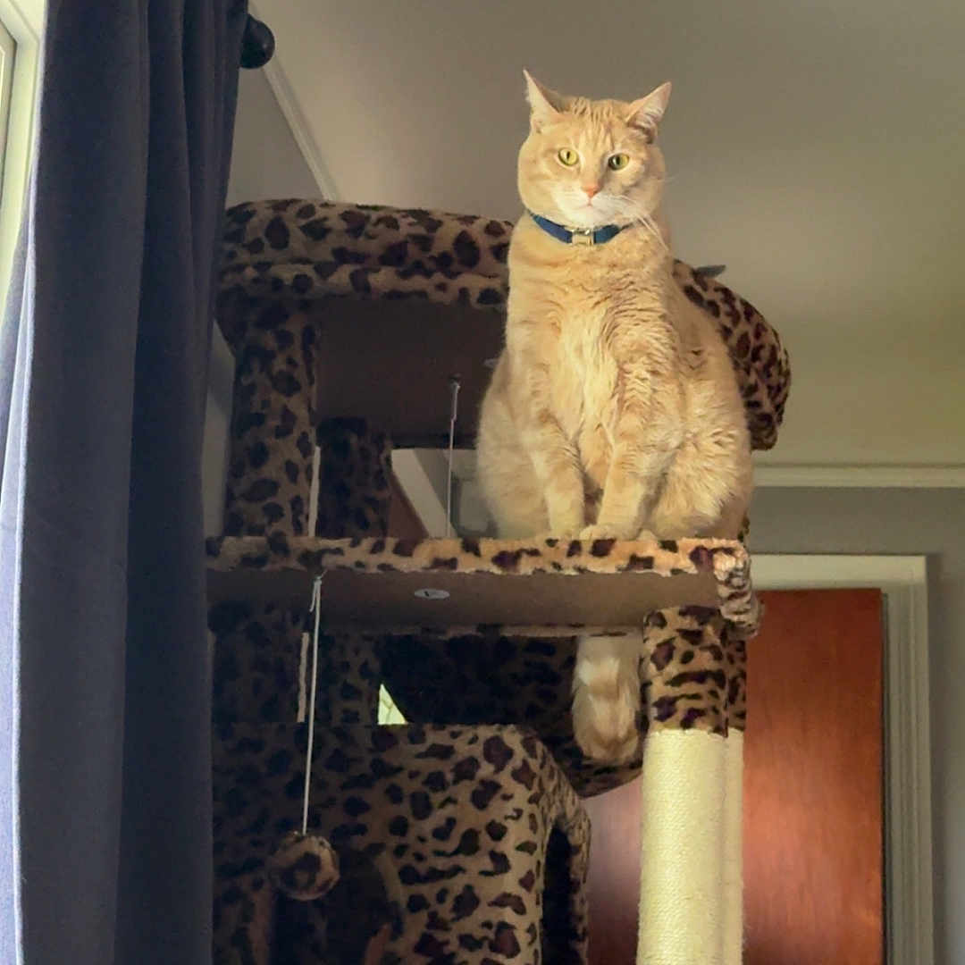 Marlo joined the competition — help win amazing prizes! cat, orange_tabby, cat_tree, leopard_print, indoor, curtain, window, door, pet, feline, animal, sitting, perched, collar, scratching_post, home, domestic, fur, whiskers, alert