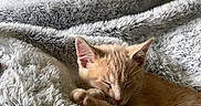 Marlo is registered to the contest to win money with this photo: kitten, cat, sleeping, blanket, soft, fluffy, orange_cat, cozy, cute, pet, animal, resting, indoor, fur, nap, relaxed, small, young, comfort, warm