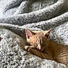 kitten, cat, sleeping, blanket, soft, fluffy, orange_cat, cozy, cute, pet, animal, resting, indoor, fur, nap, relaxed, small, young, comfort, warm