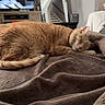 Marlo is registered to the contest to win money with this photo: cat, sleeping, ginger_cat, blanket, living_room, mirror, television, furniture, home_decor, cozy, resting, pet, indoor, relaxation, comfort, soft_texture, brown, quiet, peaceful, domestic