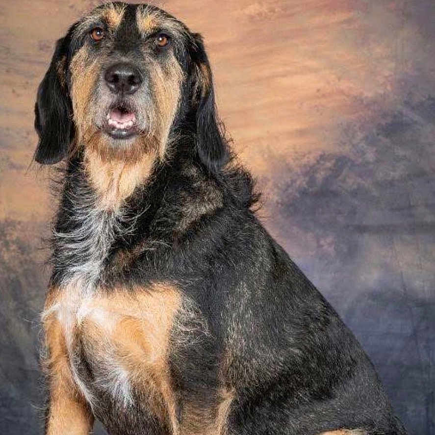 Plume participe au concours pour gagner de l'argent avec cette photo : airedale, animal, art, beagle, canine, cockerspaniel, dog, germanshepherd, goldenretriever, hound, labradorretriever, painting, pet, puppy, snout, terrier