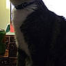Buggie is registered to the contest to win money with this photo: animal, black_and_white, cat, collar, computer_screen, dark, desk, domestic_cat, electronics, feline, household, indoor, looking, low_light, pet, shadow, sitting, soda_can, table, whiskers
