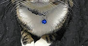 Buggie is registered to the contest to win money with this photo: animal, black_blanket, blue_bell, cat, closeup, collar, cute, domestic_cat, ears, feline, fur, green_eyes, indoor, looking_up, pet, portrait, sitting, tabby, whiskers, white_paws