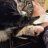 Buggie is registered to the contest to win money with this photo: black_and_white, cat, closeup, comfort, desk, fur, hand, home_decor, indoor, lotion_bottle, paw, pet, relaxation, resting, sign, sleeping, sticky_notes, tabby_cat, tattoo, whiskers
