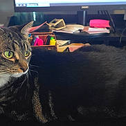 Buggie is registered to the contest to win money with this photo: cat, cluttered, collar, computer_monitor, curious, desk, feline, green_eyes, home_office, indoor, lounging, mouse_pad, office_supplies, papers, pet, red_bell, relaxed, tabby, technology, white_paws