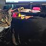 cat, cluttered, collar, computer_monitor, curious, desk, feline, green_eyes, home_office, indoor, lounging, mouse_pad, office_supplies, papers, pet, red_bell, relaxed, tabby, technology, white_paws