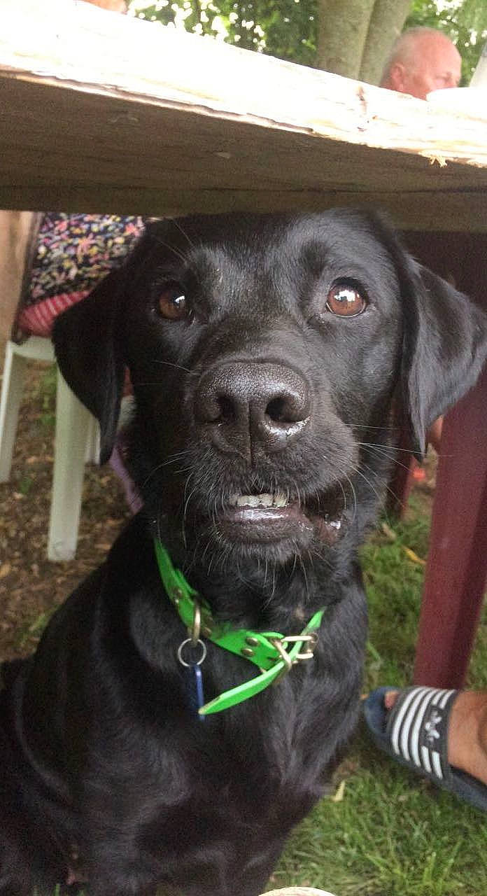 Cerise a rejoint le concours — aidez-le/la à gagner de superbes lots ! borador, canidae, carnivore, collar, companion_dog, dog, dog_breed, dog_collar, fur, grass, gun_dog, hunting_dog, liver, pointing_breed, puppy, retriever, sporting_group, terrestrial_animal, whiskers, working_animal