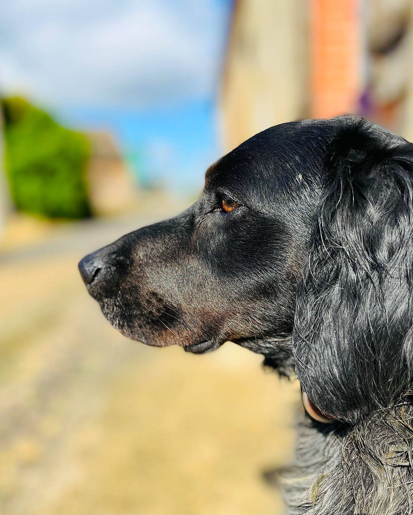 Paco a rejoint le concours — aidez-le/la à gagner de superbes lots ! ancient_dog_breeds, borador, canidae, carnivore, companion_dog, dog, dog_breed, fur, gun_dog, hunting_dog, liver, snout, sporting_group, terrestrial_animal, whiskers, working_animal, working_dog