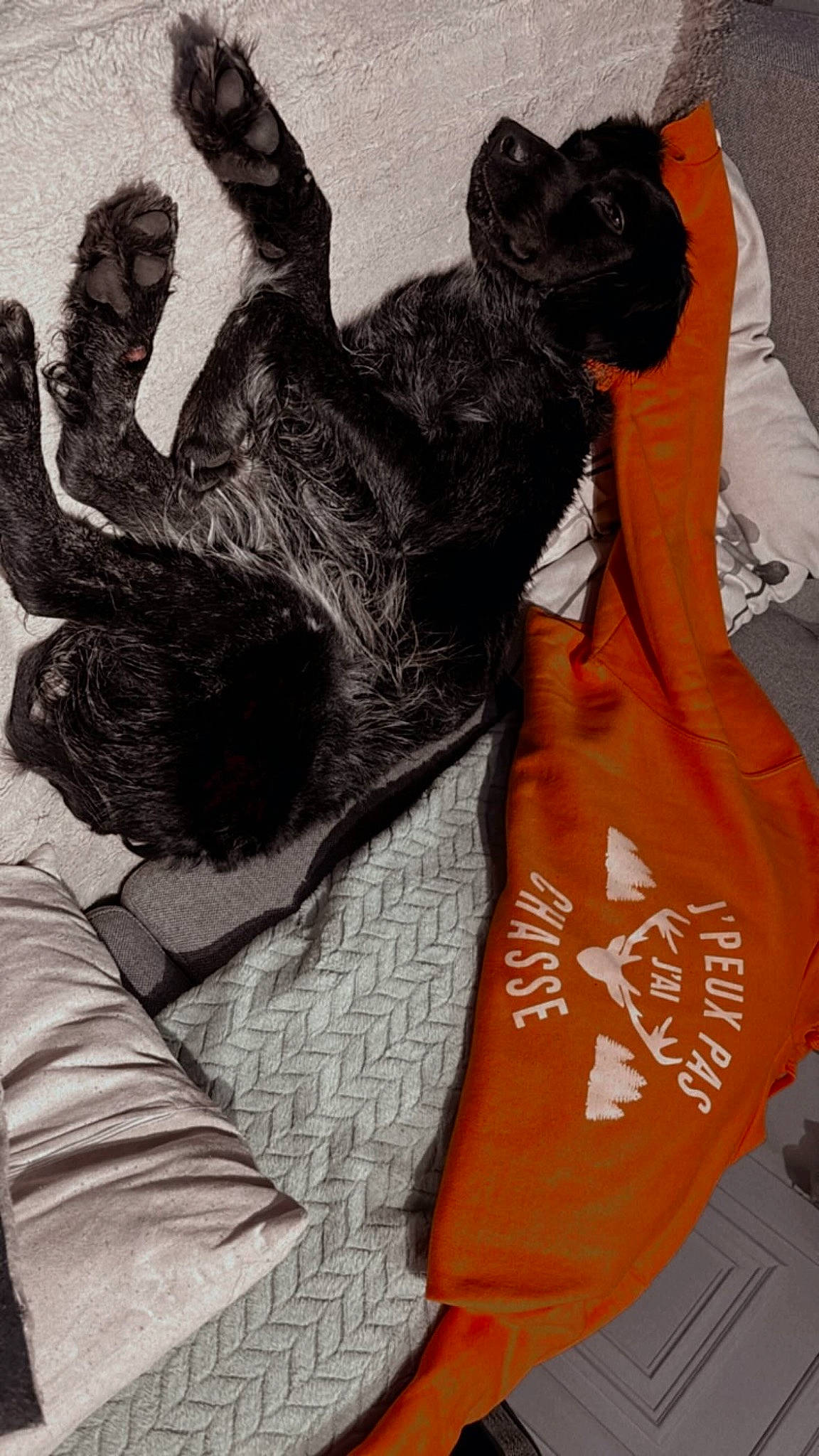 Paco a rejoint le concours — aidez-le/la à gagner de superbes lots ! art, bag, claw, fashion_accessory, felidae, fictional_character, font, fur, gesture, human_leg, illustration, painting, peach, sleeve, small_to_medium_sized_cats, sportswear, t_shirt, tail, textile, visual_arts