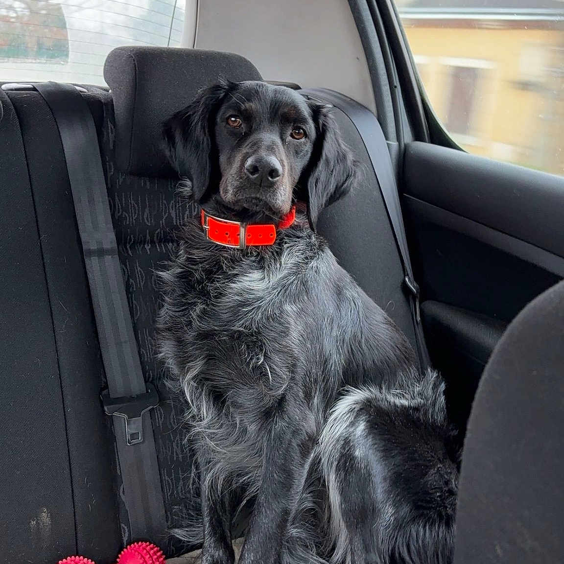 Paco
