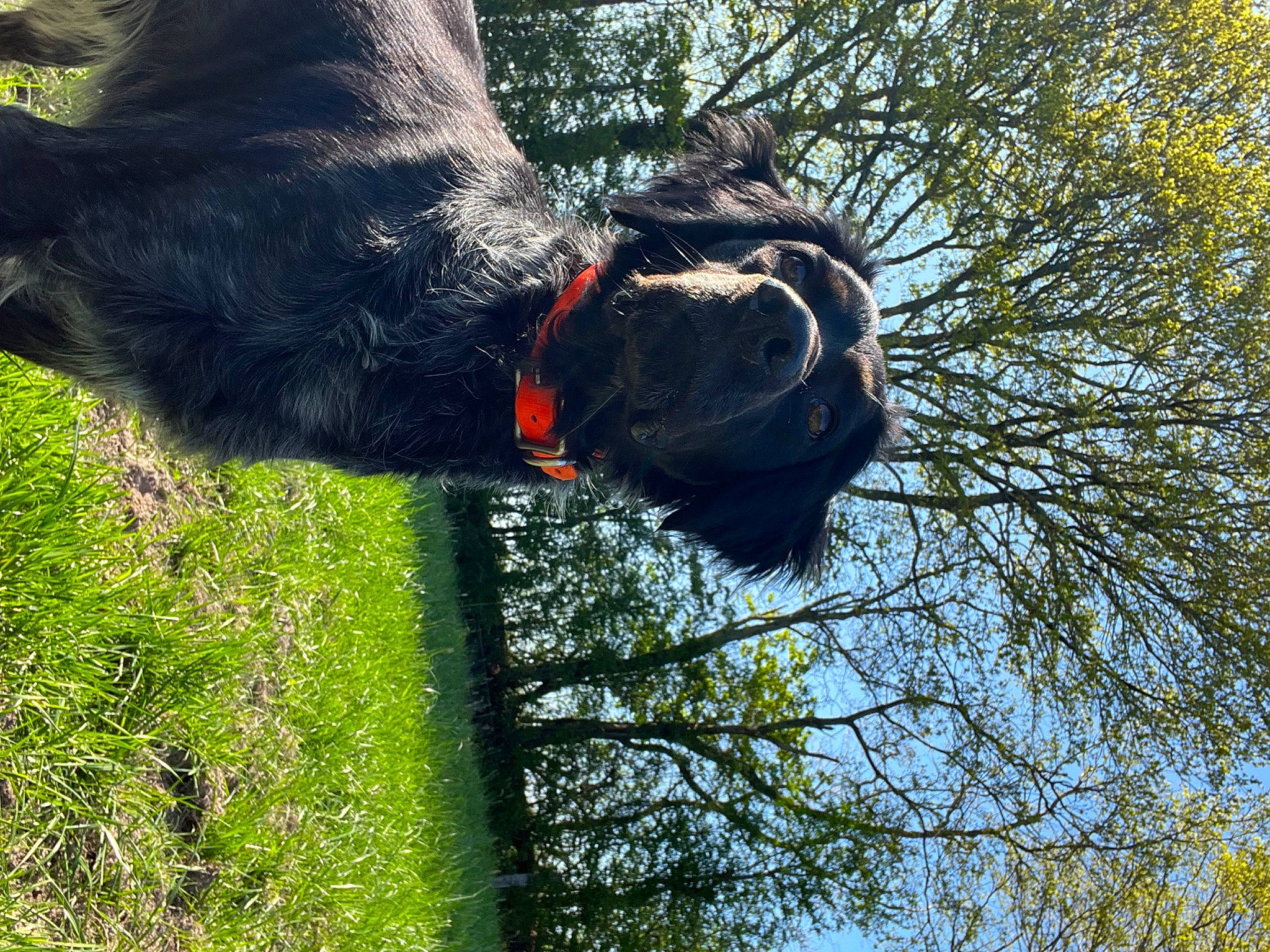 Paco a rejoint le concours — aidez-le/la à gagner de superbes lots ! branch, carnivore, collar, dog, dog_breed, dog_collar, fawn, gesture, grass, liver, plant, sky, snout, sporting_group, tail, terrestrial_animal, tree, trunk, wood, working_animal