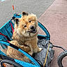 bicycle_trailer, blue, cart, dog, face, fluffy, fur, golden, harness, leash, outdoor, pavement, pet, portrait, sidewalk, sitting, smiling, street, teeth, wheels