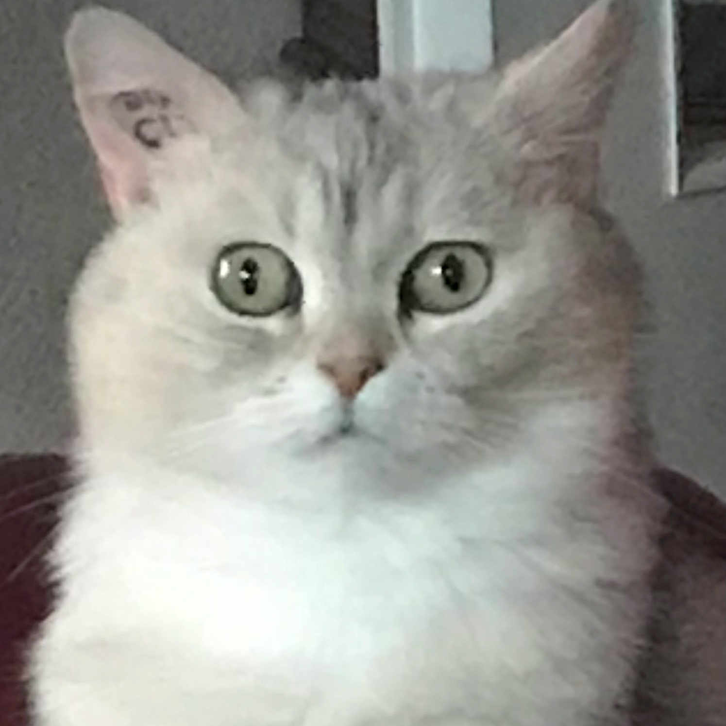 émilie Popette participe au concours pour gagner de l'argent avec cette photo : cat, close_up, fluffy, wide_eyes, ear_tag, indoor, pet, feline, curious, face, whiskers, fur, animal, domestic, looking, portrait, cute, expression, mammal, head