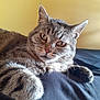 Tigrou participe au concours pour gagner de l'argent avec cette photo : cat, tabby, close_up, fur, whiskers, eyes, pet, animal, indoor, resting, paw, striped, face, feline, cute, domestic, relaxed, soft_light, yellow_background, bed