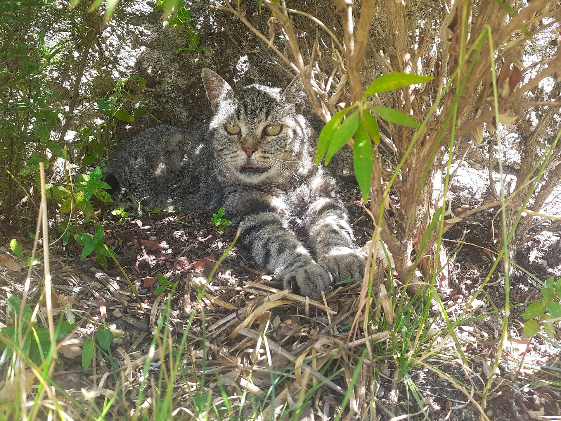Tigrou