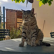 Tigrou a rejoint le concours — aidez-le/la à gagner de superbes lots ! cat, tabby, animal, pet, outdoor, garden, table, leaf, green, sunlight, feline, nature, plant, wooden_shed, chair, daylight, fur, whiskers, ears, relaxing