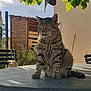 cat, tabby, animal, pet, outdoor, garden, table, leaf, green, sunlight, feline, nature, plant, wooden_shed, chair, daylight, fur, whiskers, ears, relaxing