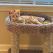 Crookshanks is registered to the contest to win money with this photo: animal, blinds, carpeted_cat_bed, cat, cozy, curious, ears, feline, floor, fur, home, indoor, looking, orange_tabby, pet, relaxed, resting, toy, whiskers, window