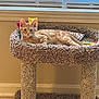 animal, blinds, carpeted_cat_bed, cat, cozy, curious, ears, feline, floor, fur, home, indoor, looking, orange_tabby, pet, relaxed, resting, toy, whiskers, window