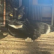 Rascal joined the competition — help win amazing prizes! cat, black_and_white, indoor, carpet, sunlight, relaxed, whiskers, feline, paw, wicker_basket, radiator, home, pet, laying_down, yellow_eyes, shadow, texture, cozy, fur, resting