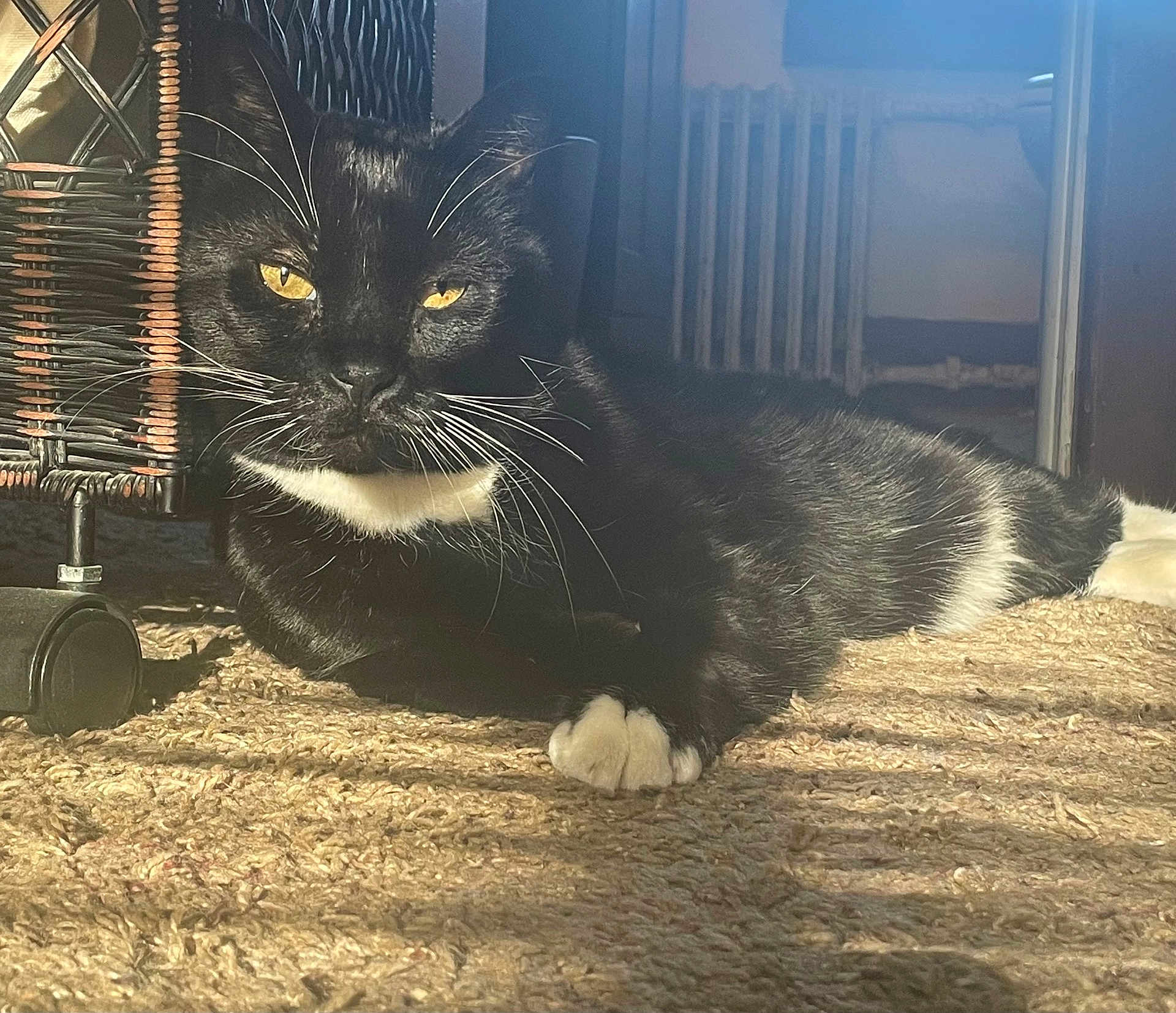 Rascal