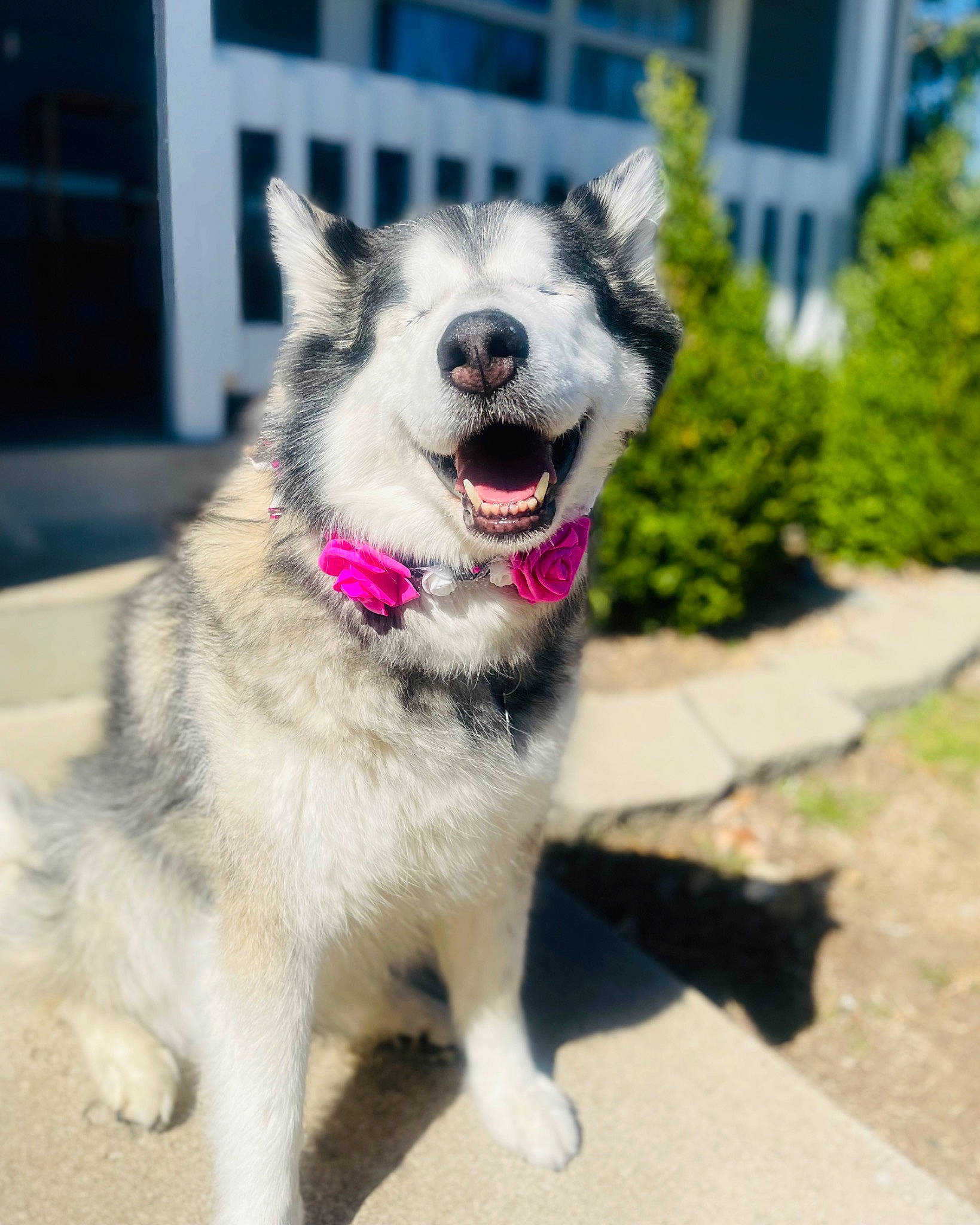Meeka is registered to the contest to win money with this photo: ancient_dog_breeds, canidae, carnivore, collar, companion_dog, dog, dog_breed, dog_collar, fang, fashion_accessory, fur, leash, pet_supply, plant, sled_dog, snout, sporting_group, whiskers, working_animal, working_dog