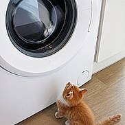 Simba a rejoint le concours — aidez-le/la à gagner de superbes lots ! kitten, orange_cat, white_cat, washing_machine, appliance, floor, wood_floor, indoor, pet, curious, small_cat, feline, household, domestic, young_cat, fur, sitting, looking_up, clean, home