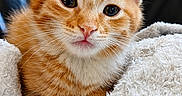 Simba a rejoint le concours — aidez-le/la à gagner de superbes lots ! kitten, cat, orange_tabby, furry, cute, pet, animal, blanket, cozy, snuggled, soft, whiskers, ears, nose, indoor, closeup, portrait, feline, relaxed, young