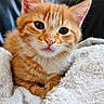 kitten, cat, orange_tabby, furry, cute, pet, animal, blanket, cozy, snuggled, soft, whiskers, ears, nose, indoor, closeup, portrait, feline, relaxed, young