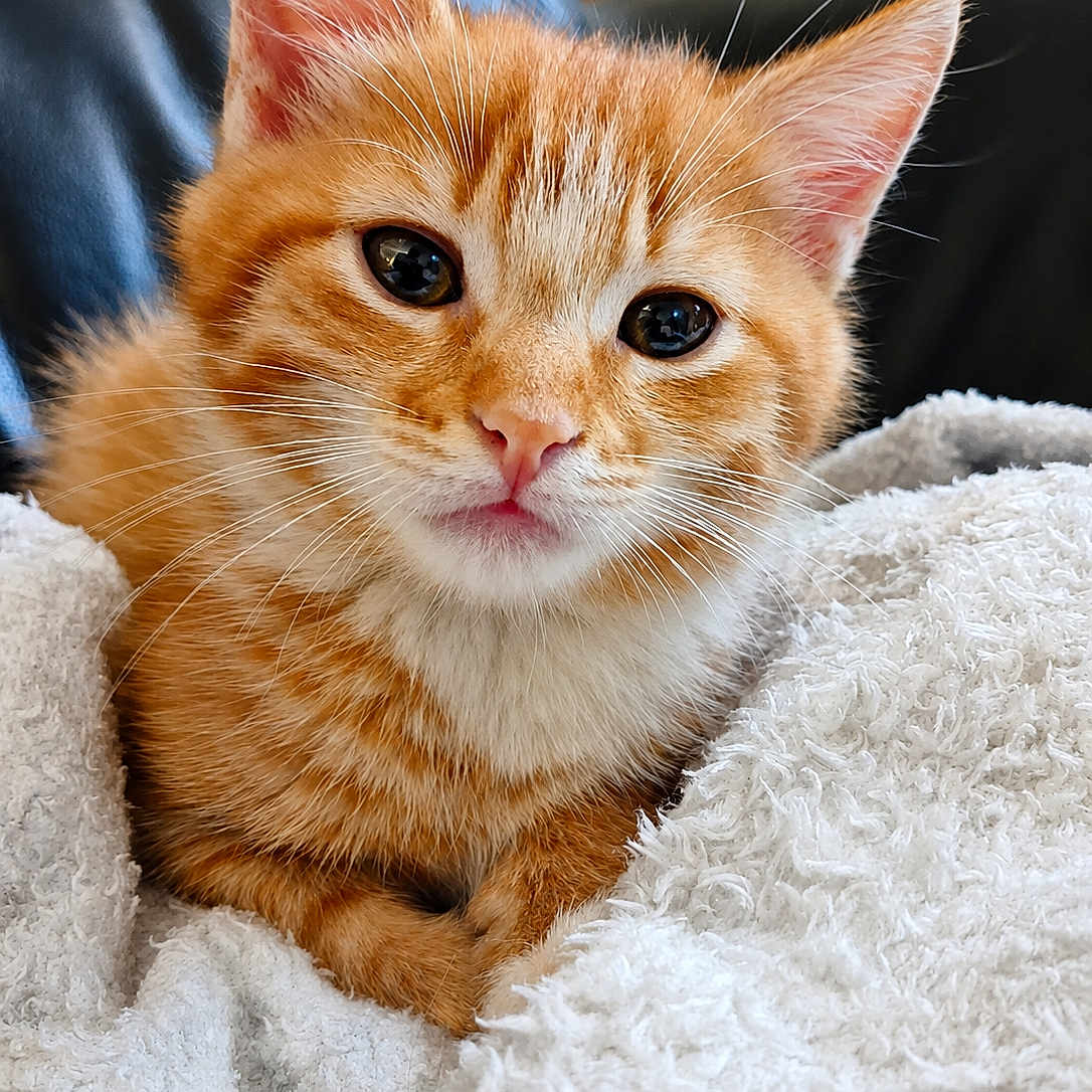 Simba a rejoint le concours — aidez-le/la à gagner de superbes lots ! kitten, cat, orange_tabby, furry, cute, pet, animal, blanket, cozy, snuggled, soft, whiskers, ears, nose, indoor, closeup, portrait, feline, relaxed, young
