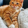 Simba participe au concours pour gagner de l'argent avec cette photo : cat, kitten, orange_tabby, fur, whiskers, cute, pet, animal, relaxing, blanket, soft_texture, indoor, close_up, paw, nose, ears, feline, resting, domestic_cat, young